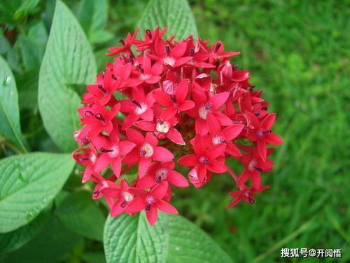 五星花如何养护才能使其爆盆？