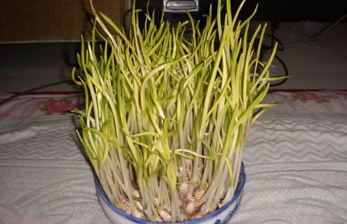 适量浇水，保持湿润