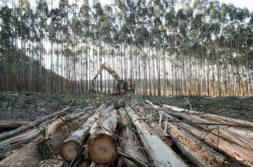 桉树的经济效益