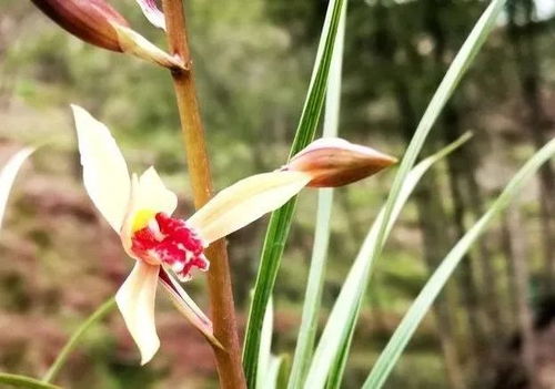 兰花施用磷酸二氢钾，要讲究方法和量