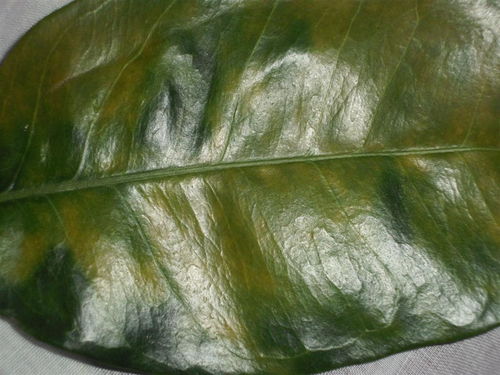 防治蜜柚黄斑病，关键在于时机