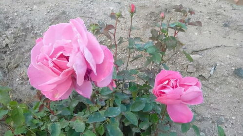 土壤选择：肥沃湿润， 排水透气要讲究