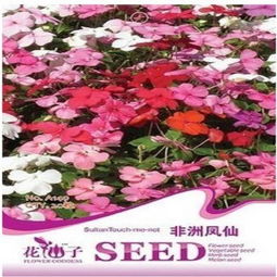 非洲凤仙种子种植指南