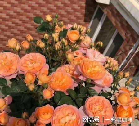 果汁阳台月季：阳光下的坚强