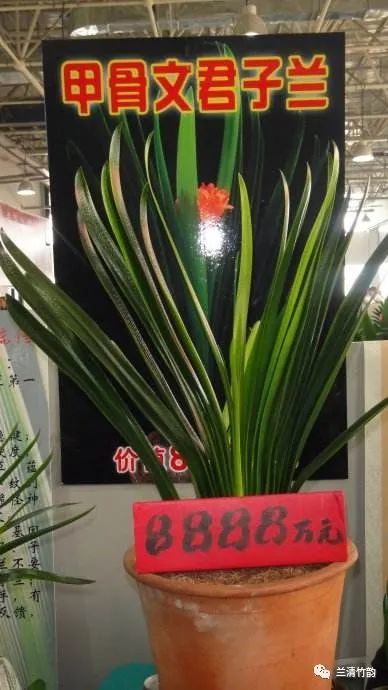 油匠君子兰：叶片自带抛光效果