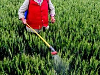 毒死蜱灌根的作用