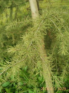 雪松枯黄不发芽， 探究原因与救治方法