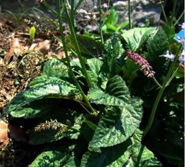 种植小白的痛：播种矮牵牛的失败经历