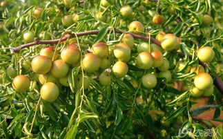 冬枣树虫害的烦恼，哪种杀菌剂Neng救星？