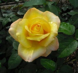 月季种植， 美丽从了解开始