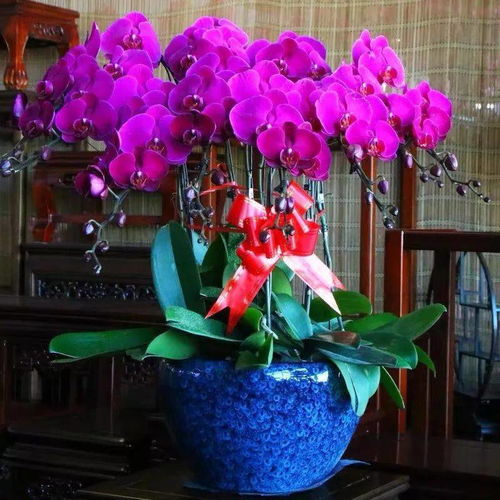 6种 转运花 ,家里养一盆,漂亮还吉利,还有好运气,本视频由樊樊财经提供,356次播放,好kan视频是由百度团队打造的集内涵和颜值于一身的专业短视频聚合平台 下载客户端创作中心消息356次播放 | 发布时间:2023年11月25日5 1 收藏 6种 转运花 ,家里养一盆,漂亮还吉利,还有好运气 接下来播放 猜你喜欢