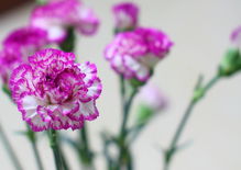 康乃馨颜色寓意大揭秘！色彩背后的深层意义