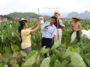 高效防治果树病虫害，保障农业丰收