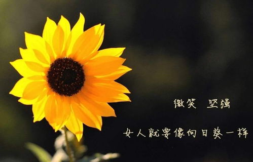 几朵向日葵分别寄托着哪些美好的情感