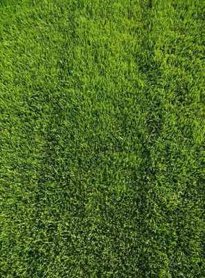 冬天种草，耐寒是关键！