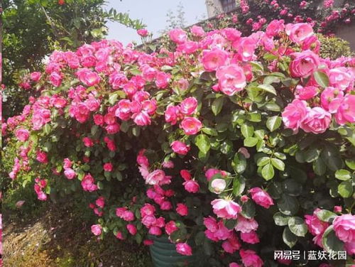 藤本月季开爆的秘密：明年春天你也嫩Zuo到！