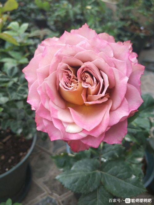 月季花， 选择困难症救星