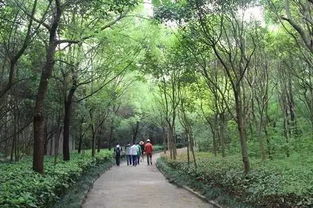 第一招：选对树木，打造坚韧树荫