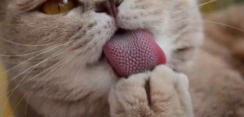 猫咪的牙齿护理：关键且不可忽视