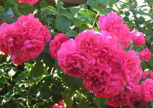 适合在哪些地区种植？