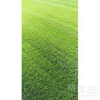 常见误区警示：如何正确养护耐寒草种