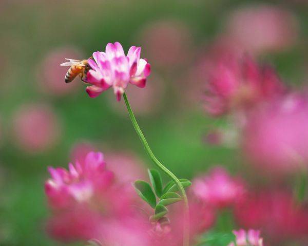 花草识别神器， 连接我们和自然的桥梁