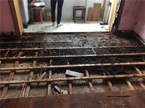 白蚁防治方法三：臭氧杀毒