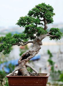 对节白蜡小盆栽上盆时机探讨