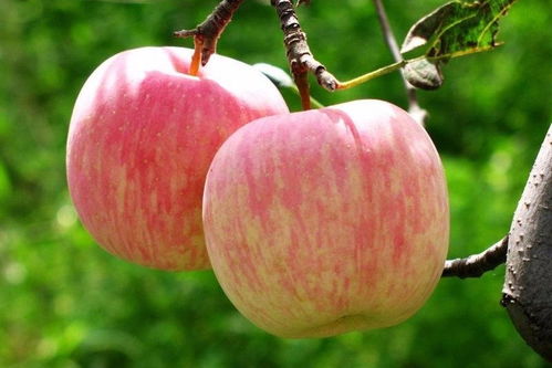 苹果树叶上红点之谜，快来解密！