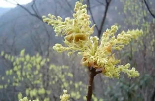 结香：淡雅的花香，宁静的心情