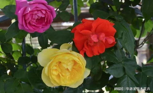 月季种植小贴士：新手养护指南
