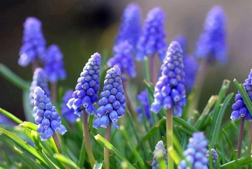 葡萄风信子花语：神秘、高贵、永恒的爱情