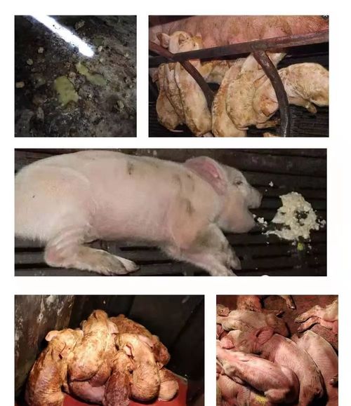 牛蹄溃烂用什么药膏最有效？老养殖户教你处理方法！