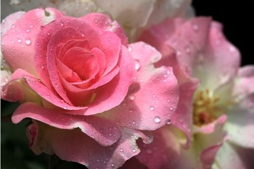 早期探索与培育