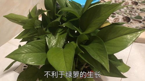 家里为啥不能放绿萝？这些危害你一定要知道