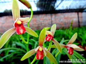 兰花秋水伊人养出11朵花的秘密