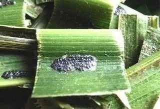 二、这些植物能解农药的毒？真的假的？