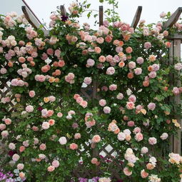 珊瑚藤：藤蔓植物之后 清新小清新