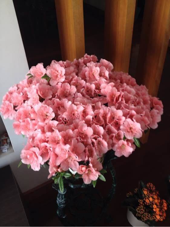 “长寿花爆盆秘籍，养出繁花似锦！”