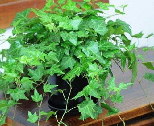 夏天养常春藤的小窍门，别让高温让它枯萎啦！