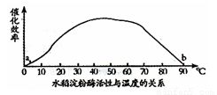 人工瘤胃发酵饲料的生物学基础是什么如何影响瘤胃消化效率？