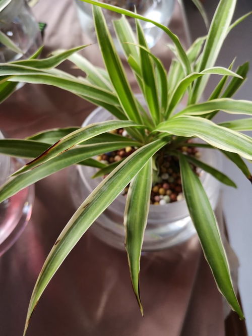 吊兰叶子变黑的原因揭秘