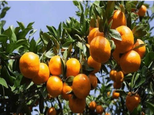 柑橘苗根部除草剂的选择难题