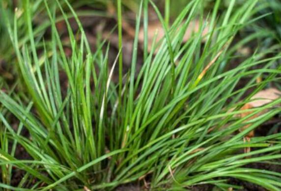 石菖蒲的功效与用途