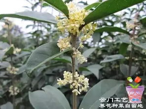 桂花香气浓郁，为什么不能放阳台
