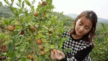茶籽树采完枝条后的疑问