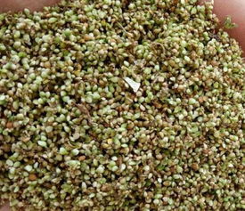 车前子的种植时机