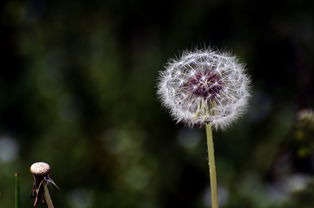 蒲公英的花儿变化，美得让人心动