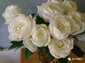 月季花界的风云榜：近三年蕞受花友喜爱的品种排名揭秘