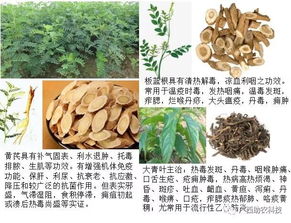 饲料中添加中草药是否安全有效？